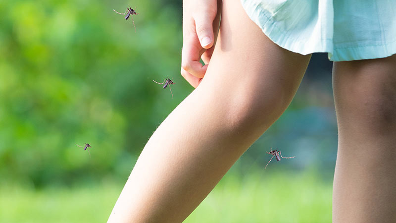 Dengue Prevention Tips at Home Quiz