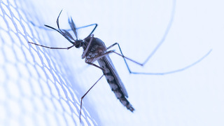 Dengue Prevention Tips at Home