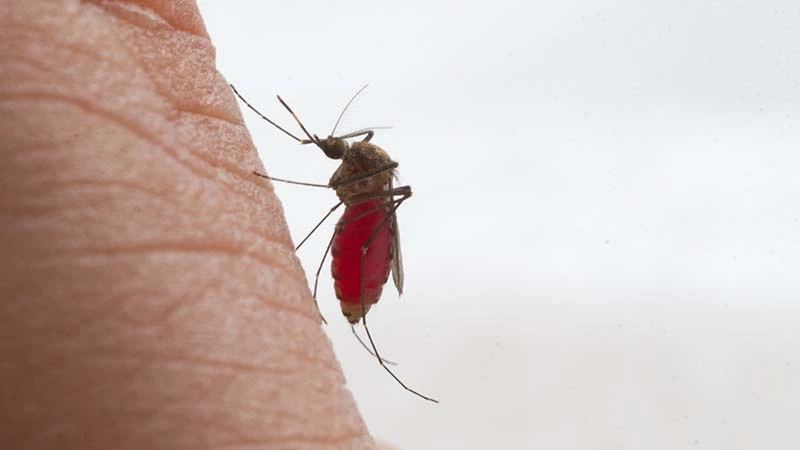 Dengue: Diagnosis, Treatment, After Care