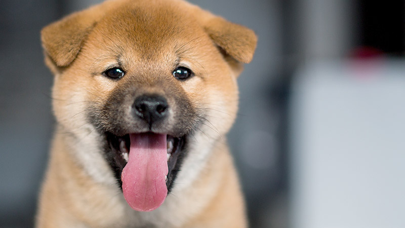 Rabies 101: Overview and Prevention
